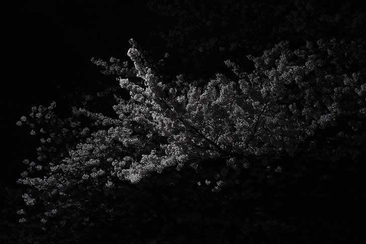 a6400の高感度特性を確かめがてらに夜桜を撮る