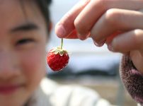イチゴ狩り2017年