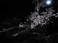 a6400のISO感度を確かめがてらに夜桜を撮る