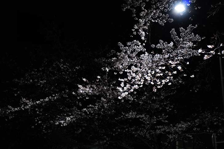 a6400のISO感度を確かめがてらに夜桜を撮る