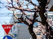Spring comes around!
