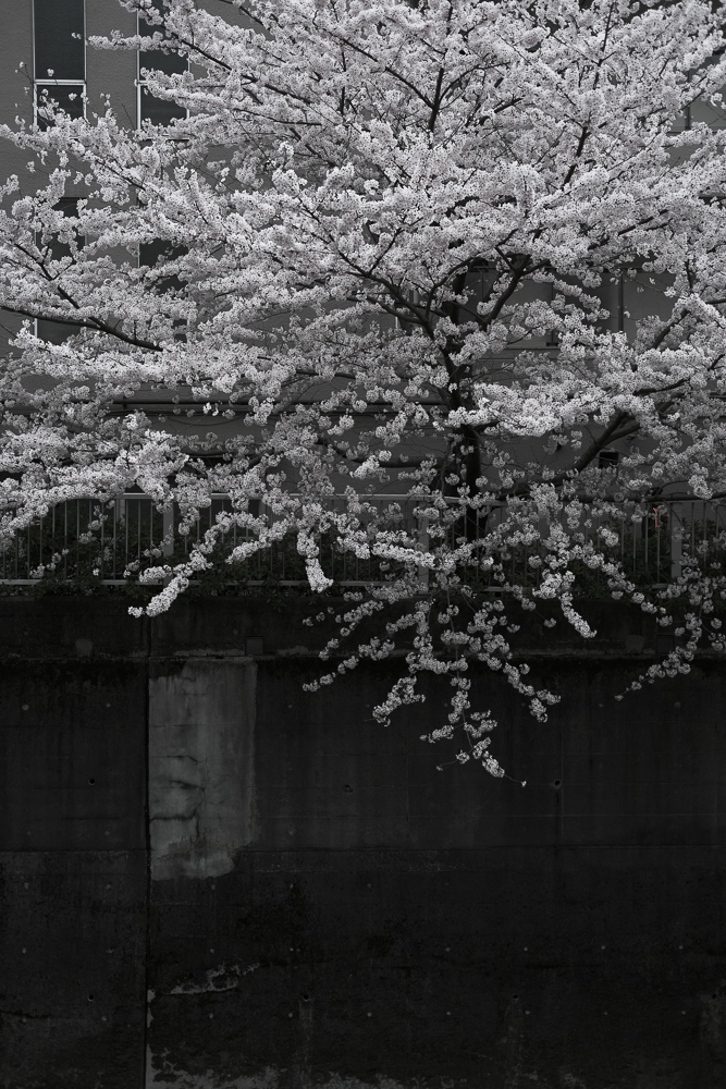 神田川の桜 2022年3月28日 エテルナで撮影