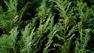 SIGMA FP / TTArtisan 50mm f2 で撮った植物の写真